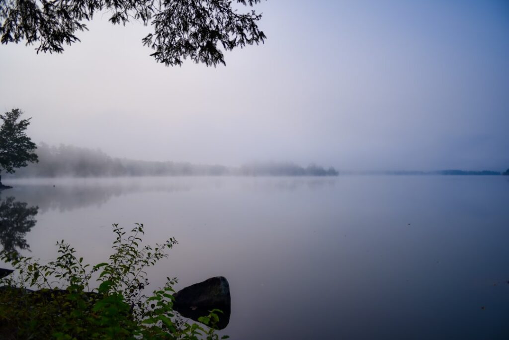 Photo Misty trees