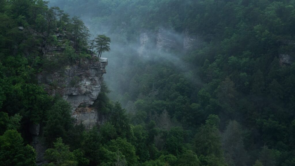 Photo Misty trees